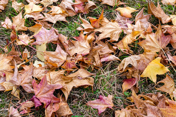 Yellow and red fallen leaves on grass. Season