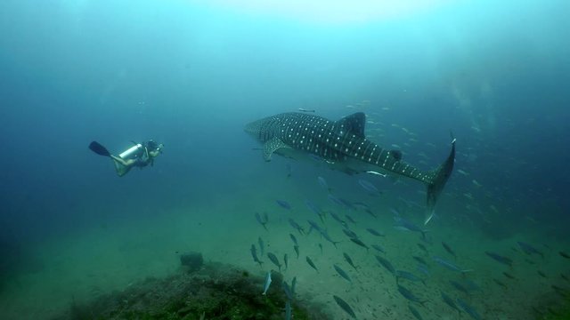 High quality SCUBA diving with whale shark