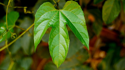 green leaf plant outdoor nature