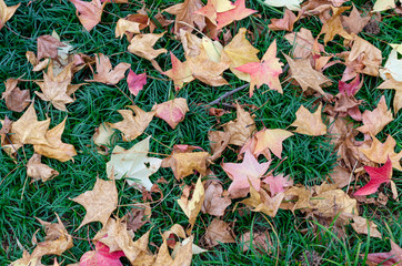 Yellow and red fallen leaves on the lush green grass