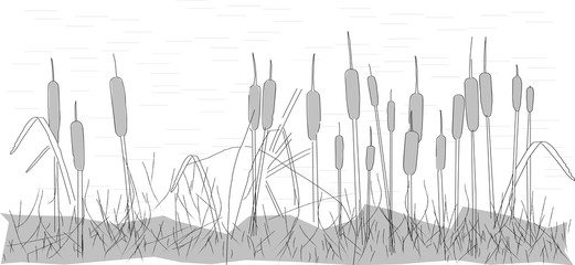 dried reeds on marshy water