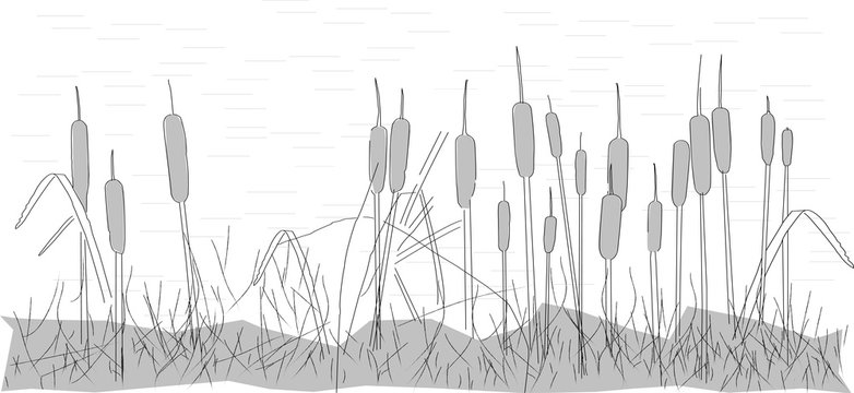 dried reeds on marshy water © Максим Кобзев