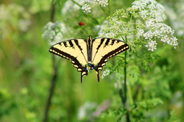 Western Tiger Swallowtail (CA 05692)