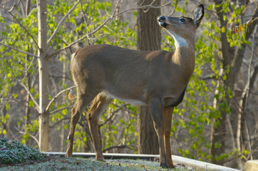 White tailed deer looking up a tree on a frosty morning from a Toronto back yard