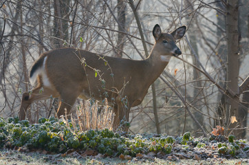 White tailed deer visiting a frosty garden by a forest in Toronto
