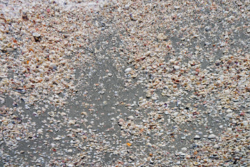 Shells on the beach by the sea in Sanibel Island, Florida