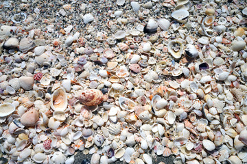 Shells on the beach by the sea in Sanibel Island, Florida