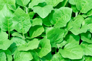 Organic farming, seedlings growing in greenhouse.