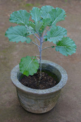 Cabbage plant grown on a Pot in the Home Garden