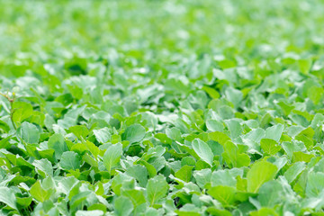 Organic farming, seedlings growing in greenhouse.