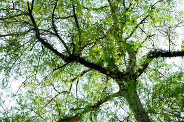 Fresh Green leaves glowing in green forest.