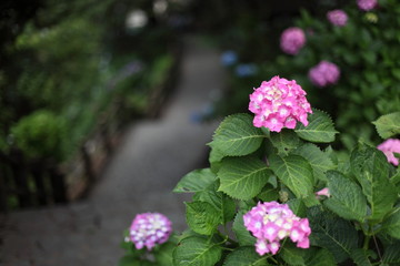 あじさいの里