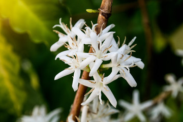 White coffee flowers blooming in the fields.