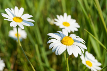            beautiful wild flowers daisies in green grass   