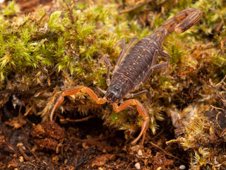 P1010003 juvenile parthenogenetic scorpion Lychas tricarinatus scorpion cEC 2020