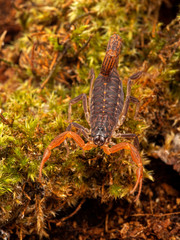 P1010004 juvenile parthenogenetic scorpion Lychas tricarinatus scorpion cEC 2020