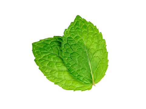 Mint leaves isolated on white background.top view