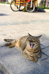 Stray cat yawning on a sidewalk in Istanbul, Turkey