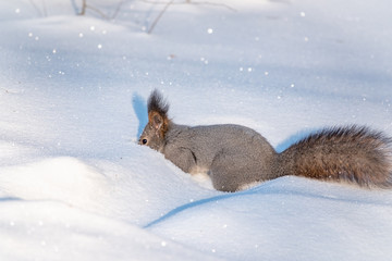 Squirrel hides nuts in the white snow