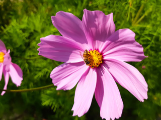 Obraz premium Pink color flower on the green tree and green background.