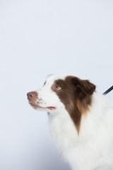 Against the gray and white background, the border collie makes a variety of naughty and lovely, happy and sad expressions. It is people's favorite pet, dog portrait combination series