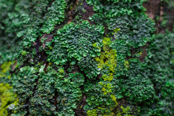 Moss and micro mushrooms on a tree bark. Unusual natural background.