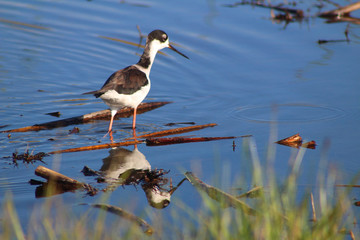 Black-Necked Stilt (CA 06599)