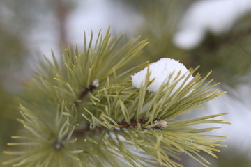 Naklejka na ściany i meble Spring snowball on the green branches of a fir tree