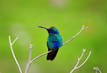 Hummingbird resting on a branch, Cusco-Peru