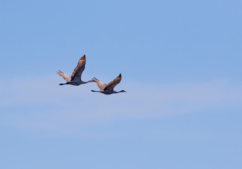 The sandhill cranes in flight, Galveston, Texas, USA