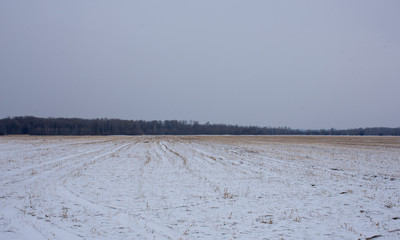 Russia. Snow-covered winter field in the Far East