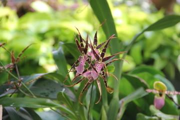 Spider orchid. orchid Miltassia brassia. Orchid Miltassia Shelob Tolkien blooms. orchid in garden. orchidees, orchideen, orchids, orchid collection