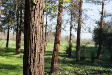 Obraz premium Beautiful tree with colorful bokeh at the Japanese Friendship Garden in San Jose California