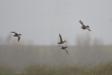 Small flock of cinnamon teal ducks flying in fog.