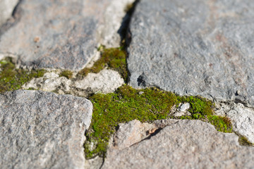 Beautiful green moss on stone
