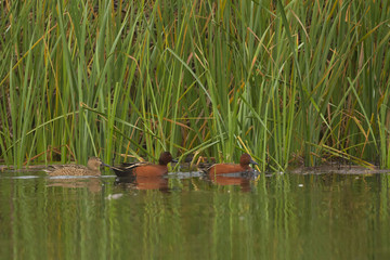 Cinnamon teal ducks swimming.