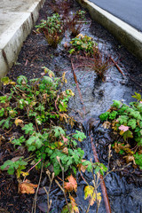 Sidewalk planter with heavy rain runoff, irrigation hoses and plants