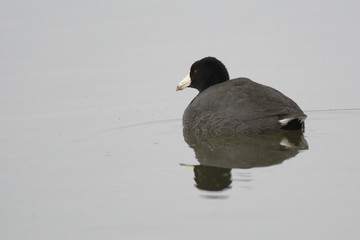 American coot swimming floating in water .