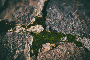 Beautiful green moss on stone