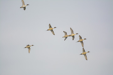 Three Pintail ducks flying in a line.