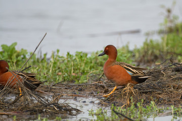 Cinnamon teal ducks walking over wetlands .