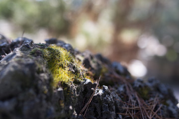 Beautiful moss with colorful bokeh