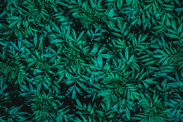 closeup nature view of green leaf in garden, dark wallpaper concept, nature background, tropical leaf
