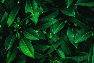 Fototapeta na wymiar closeup nature view of green leaf in garden, dark wallpaper concept, nature background, tropical leaf