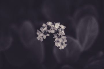 Beautiful spring flowers with bokeh in black and white