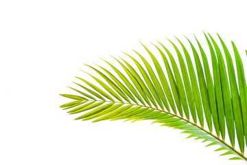 leaves of coconut isolated on white background