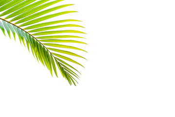 Fototapeta na wymiar leaves of coconut isolated on white background