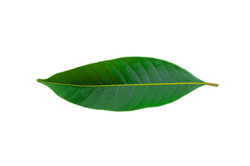 Obraz premium green leaves isolated on white background, fresh green leaves