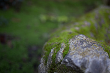 Beautiful green moss on stone with bokeh