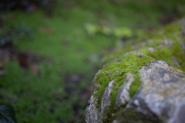 Beautiful green moss on stone with bokeh